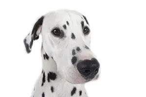 Mammal Photography Studio Drucke: Dalmatian