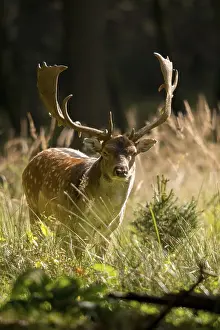 Animals In The Wild Drucke: Dama dama, fallow deer, fallow deer