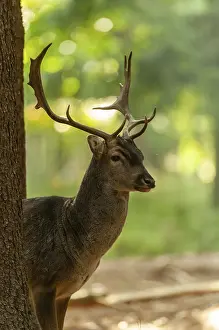 Animals In The Wild Drucke: Dama dama, fallow deer, fallow deer