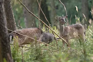 Animals In The Wild Habitat Drucke: Dama dama, fallow deer, fallow deer