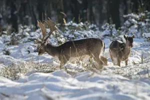 Winter Wildlife Drucke: Dama dama, fallow deer, fallow deer