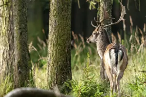 Wild Animal Photography Tips Drucke: Dama dama, fallow deer, fallow deer