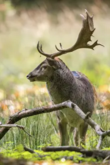 Natural Environment Wildlife Photos Drucke: Dama dama, fallow deer, fallow deer
