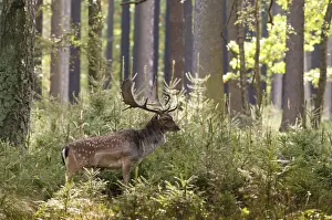 Fallow Deer Drucke: Dama dama, fallow deer, fallow deer