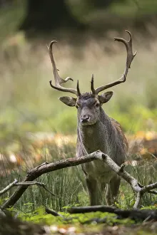Animals In The Wild Drucke: Dama dama, fallow deer, fallow deer
