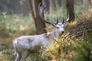 Fallow Deer Drucke: Dama dama, fallow deer, fallow deer
