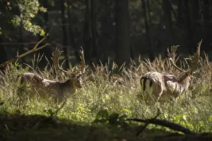 Mammalian Wildlife Drucke: Dama dama, fallow deer, fallow deer