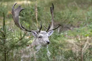 Fallow Deer Drucke: Dama dama, fallow deer, fallow deer
