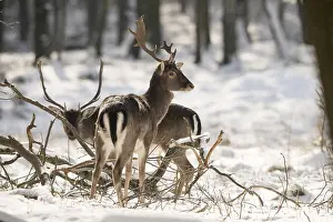 Fallow Deer Drucke: Dama dama, fallow deer, fallow deer