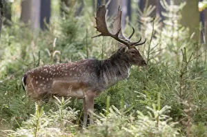 Animals In The Wild Drucke: Dama dama, fallow deer, fallow deer