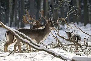 Fallow Deer Drucke: Dama dama, fallow deer, fallow deer