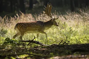Animals In The Wild Drucke: Dama dama, fallow deer, fallow deer
