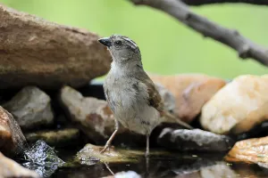 South African Wildlife Drucke: Damarasparrow (Passer diffusus)