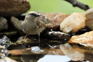 South African Wildlife Drucke: Damarasparrow (Passer diffusus)