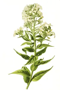 Fragrant Flowering Plants Drucke: Dame's rocket (Hesperis matronalis)