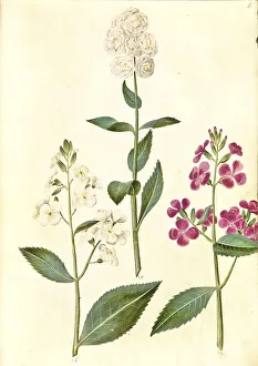 Historic Flower Illustration Drucke: Dame's rocket (Hesperis matronalis)