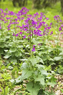 Austrian Nature Photography Drucke: Dame's Rocket (Hesperis matronalis)