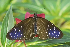 Diurnal Butterfly Habitat Drucke: Danaus spec