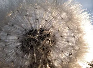 Macro Dandelion Drucke: Dandelion