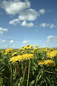 Willow Tree Landscape Drucke: Dandelion