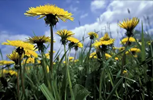 Infructescence Images Drucke: Dandelion