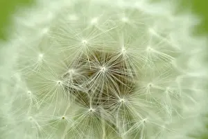 Nature Flowering Plants Drucke: Dandelion