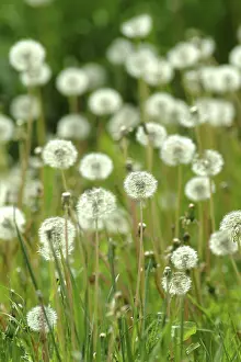 Open Air Flowers Drucke: Dandelion