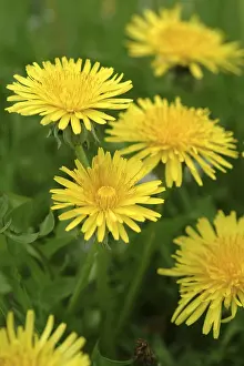 Herbal Medicine Plant Drucke: Dandelion