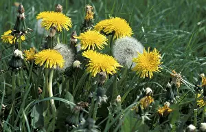 Dandelion Seed Head Drucke: Dandelion