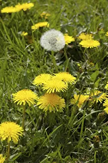 Infructescence Images Drucke: Dandelion