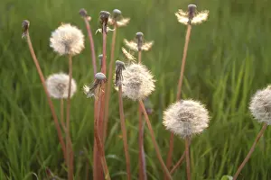 Open Air Flowering Plants Drucke: Dandelion