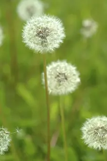 Open Air Flowers Drucke: Dandelion
