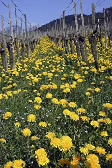 Gerahmter Druck : Dandelion