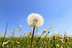 Close Up Dandelion Flower Drucke: Dandelion clock