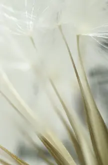 Dandelion Seed Head Drucke: Dandelion clock, macro
