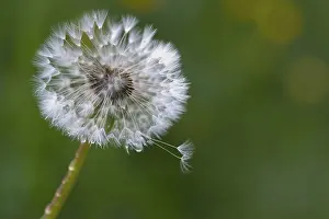 Dandelion Clock Drucke: Dandelion clock (Taraxacum)