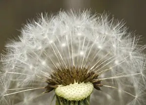 Common Dandelion Drucke: Dandelion, dandelion