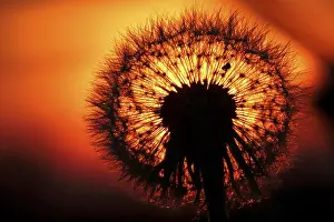 Common Dandelion Plant Drucke: Dandelion in the evening light, May, Germany