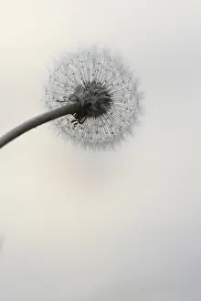 Common Dandelion Europe Drucke: Dandelion, Germany