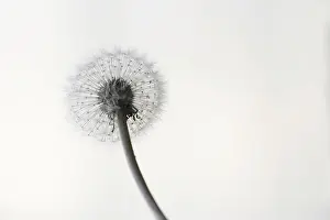 Common Dandelion Europe Drucke: Dandelion, Germany