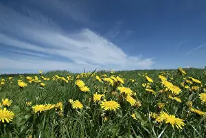 Yellow Blossom Drucke: Dandelion meadow