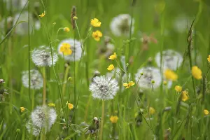 Yellow Flower Field Drucke: Dandelion meadow in spring