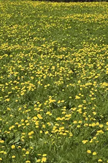 Vernal Blooms Drucke: Dandelion meadow in spring