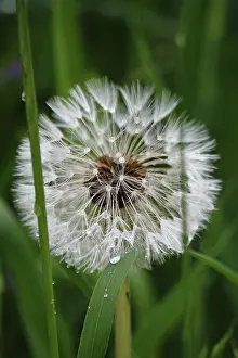 Seed Stand Germany Drucke: Dandelion after a rain, Germany