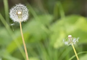Common Dandelion Germany Drucke: A dandelion with a second, almost bare one in the background