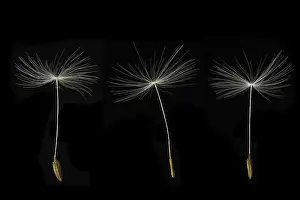 Black Background Flowers Drucke: Three Dandelion seeds on black background