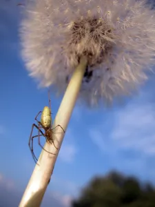 Colorful Summer Flowers Drucke: Dandelion with spider