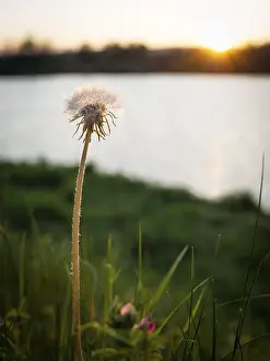 Deserted Evening Scene Drucke: Dandelion in Spring on a lake at sunset