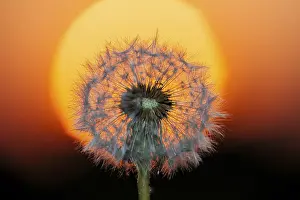 Germany Flower Photography Drucke: Dandelion at sunset, Germany