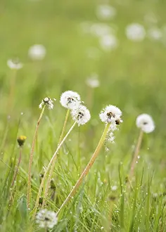 Meadow Flowers Drucke: Dandelions on a meadow